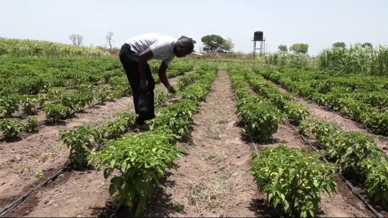 Actu, Info et News en continu de Pakao et du Sénégal