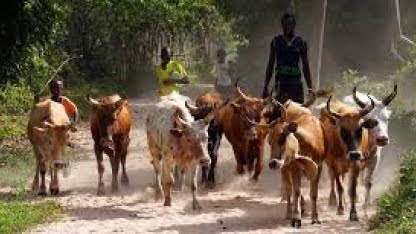 Actu, Info et News en continu de Pakao et du Sénégal