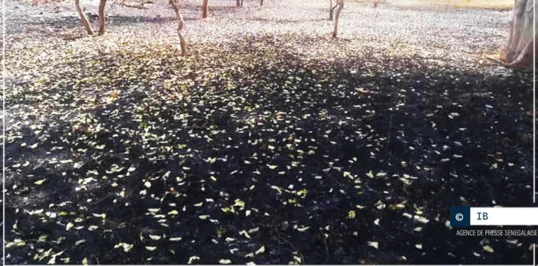 Actu, Info et News en continu de Pakao et du Sénégal