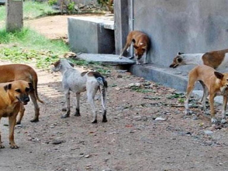 Actu, Info et News en continu de Pakao et du Sénégal