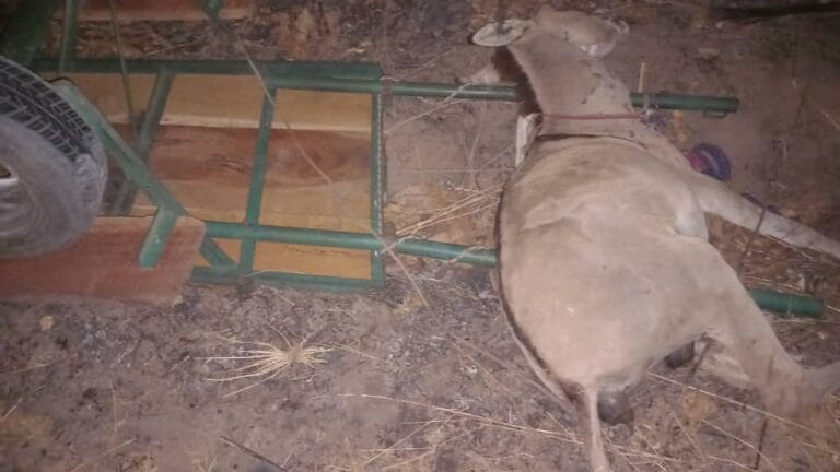 Actu, Info et News en continu de Pakao et du Sénégal