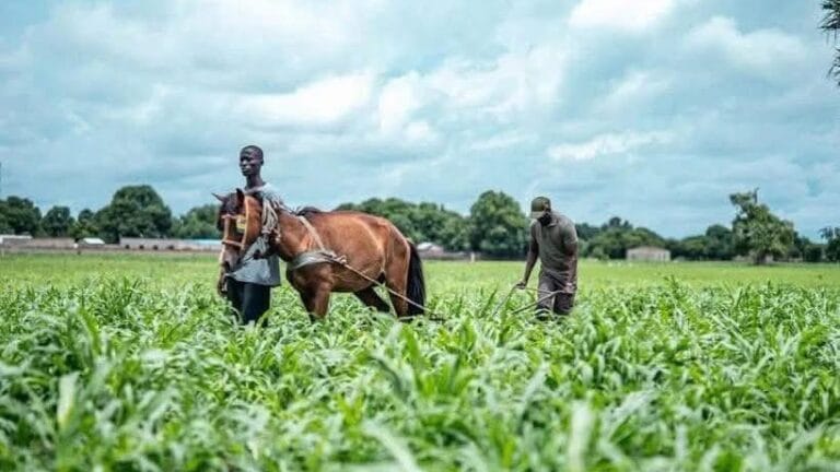 Actu, Info et News en continu de Pakao et du Sénégal