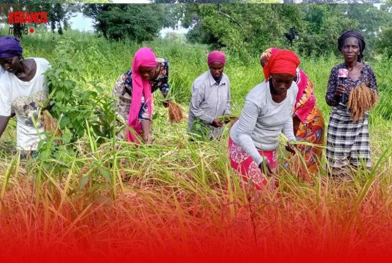 La Récolte du Riz dans la Région de Sédhiou : Immersion dans les Rizières de Pakao Kéracounda (Reportage) 2 Actu, Info et News en continu de Pakao et du Sénégal