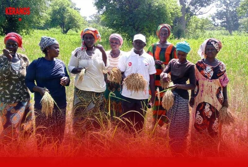 La Récolte du Riz dans la Région de Sédhiou : Immersion dans les Rizières de Pakao Kéracounda (Reportage) 4 Actu, Info et News en continu de Pakao et du Sénégal