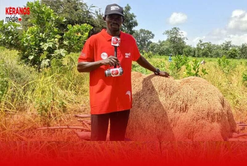 La Récolte du Riz dans la Région de Sédhiou : Immersion dans les Rizières de Pakao Kéracounda (Reportage) 3 Actu, Info et News en continu de Pakao et du Sénégal
